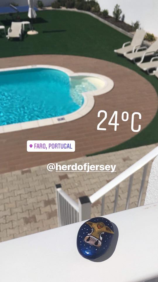 Herd of Jersey adventure photograph