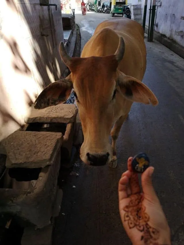 Jodhpur